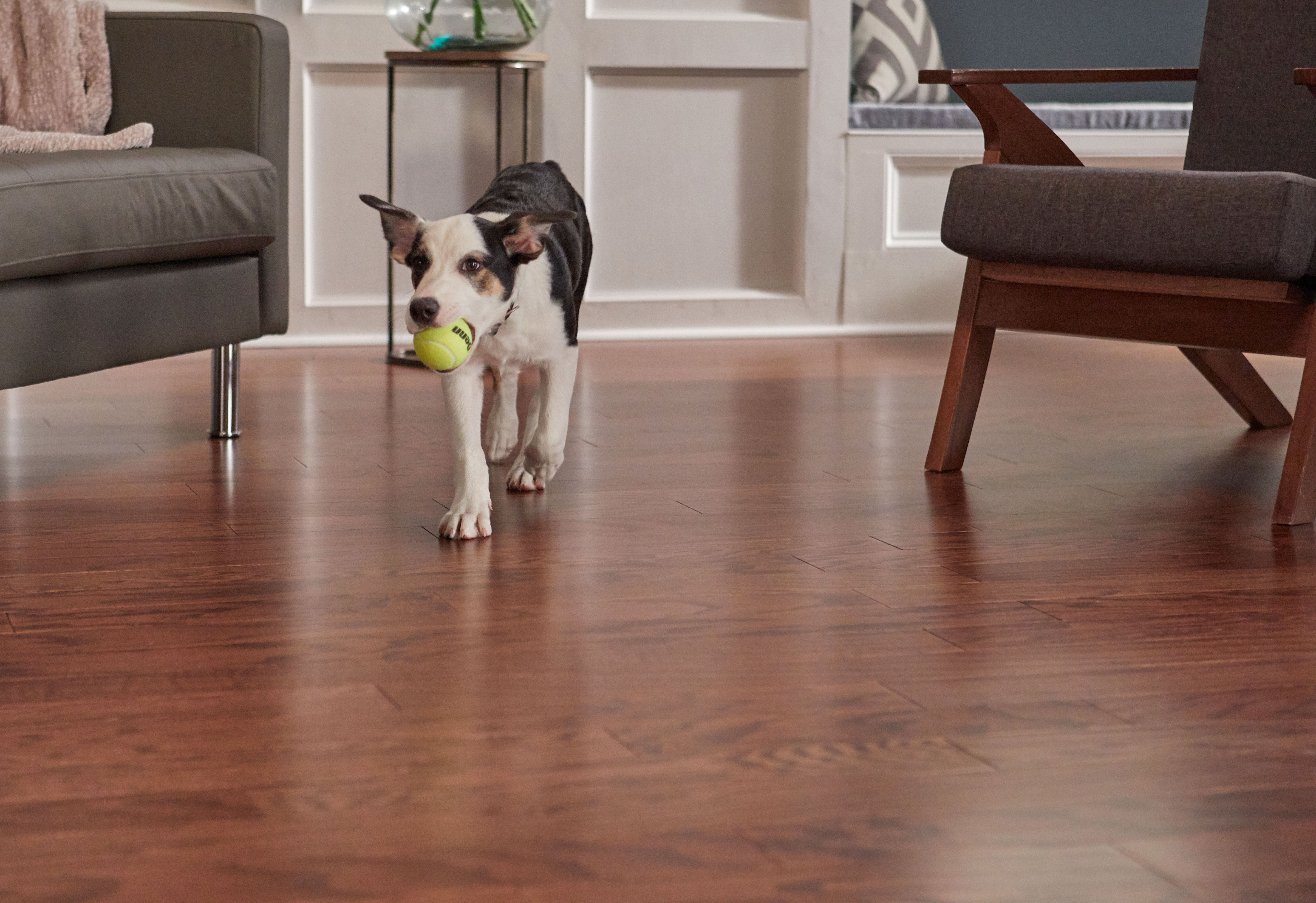 Dog Chasing Ball (humidity)